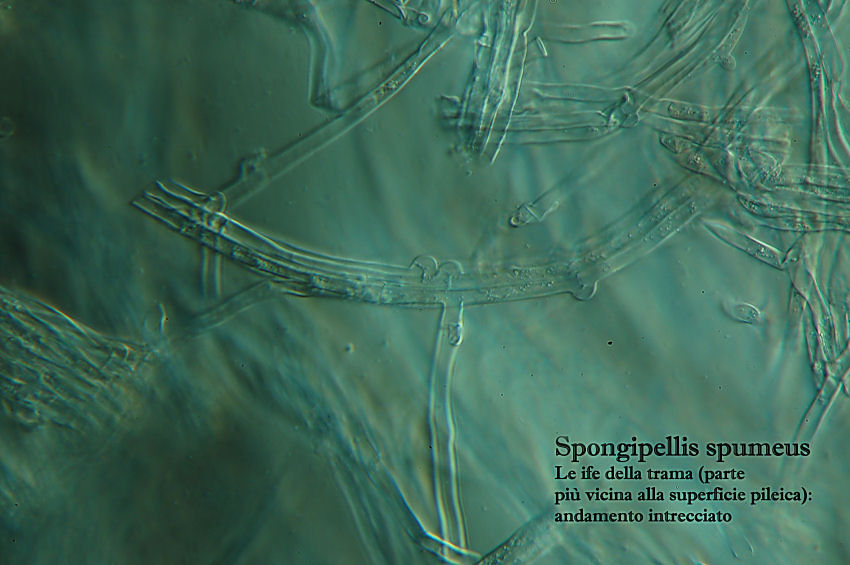 Spongipellis spumeus (Sowerby) Pat.